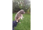 Standard American Bully Puppies for Sale