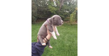 Standard American Bully Puppies for Sale