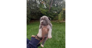 Standard American Bully Puppies for Sale
