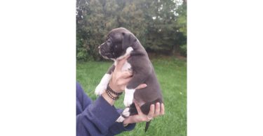 Standard American Bully Puppies for Sale