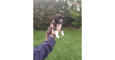 Standard American Bully Puppies for Sale