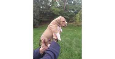 Standard American Bully Puppies for Sale
