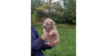 Standard American Bully Puppies for Sale