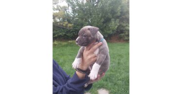 Standard American Bully Puppies for Sale