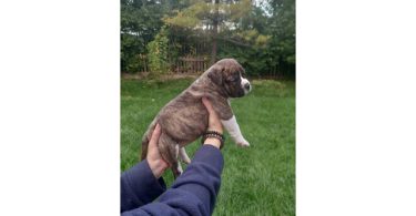 Standard American Bully Puppies for Sale