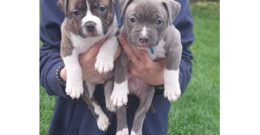 Standard American Bully Puppies for Sale