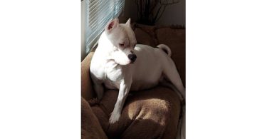 Standard American Bully Puppies for Sale
