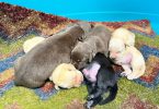 Purebred Yellow, Black, And Chocolate Lab puppies