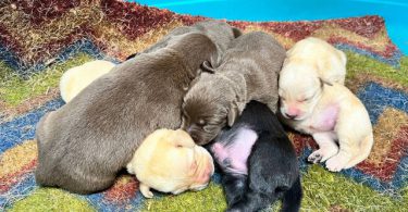 Purebred Yellow, Black, And Chocolate Lab puppies