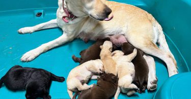 Purebred Yellow, Black, And Chocolate Lab puppies