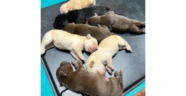Purebred Yellow, Black, And Chocolate Lab puppies