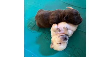 Purebred Yellow, Black, And Chocolate Lab puppies