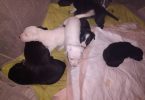 Gator/Staffordshire terrier puppies