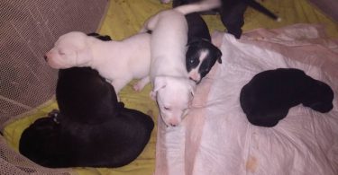 Gator/Staffordshire terrier puppies