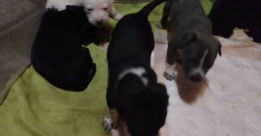 Gator/Staffordshire terrier puppies