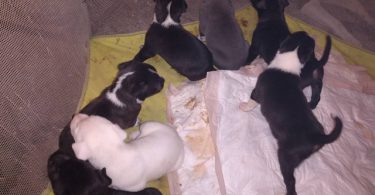 Gator/Staffordshire terrier puppies
