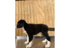 4 Aussie puppies ready for pickup
