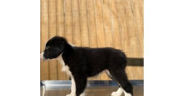 4 Aussie puppies ready for pickup