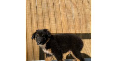 4 Aussie puppies ready for pickup