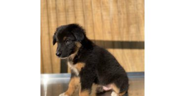 4 Aussie puppies ready for pickup
