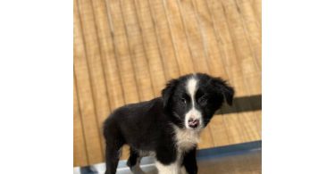 4 Aussie puppies ready for pickup