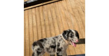 4 Aussie puppies ready for pickup