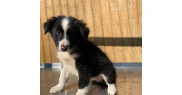 4 Aussie puppies ready for pickup