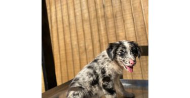 4 Aussie puppies ready for pickup