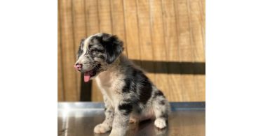 4 Aussie puppies ready for pickup