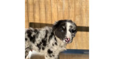 4 Aussie puppies ready for pickup
