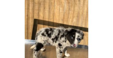 4 Aussie puppies ready for pickup