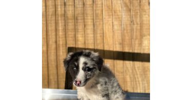 4 Aussie puppies ready for pickup