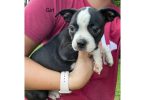 Cheap Boston terrier puppies for sale