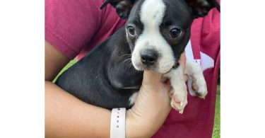 Cheap Boston terrier puppies for sale