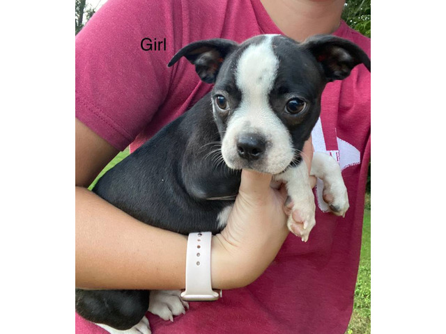 Cheap Boston terrier puppies for sale