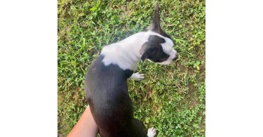 Cheap Boston terrier puppies for sale