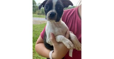 Cheap Boston terrier puppies for sale