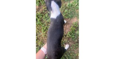 Cheap Boston terrier puppies for sale