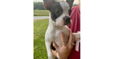 Cheap Boston terrier puppies for sale