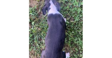 Cheap Boston terrier puppies for sale