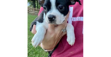 Cheap Boston terrier puppies for sale