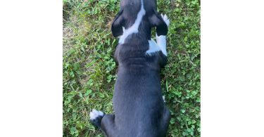 Cheap Boston terrier puppies for sale
