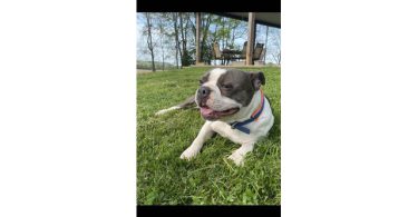 Cheap Boston terrier puppies for sale