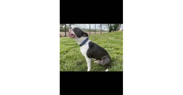 Cheap Boston terrier puppies for sale