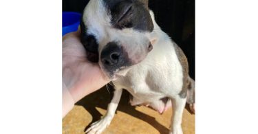 Cheap Boston terrier puppies for sale
