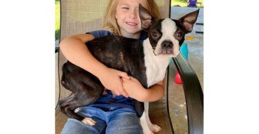 Cheap Boston terrier puppies for sale