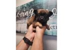 3 cute Pomeranian puppies for sale