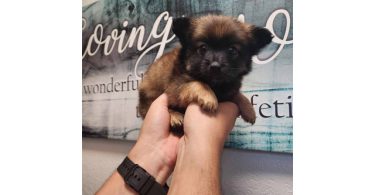 3 cute Pomeranian puppies for sale