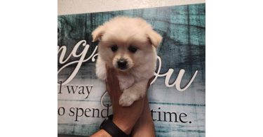 3 cute Pomeranian puppies for sale