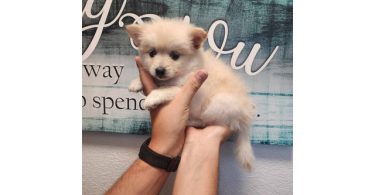 3 cute Pomeranian puppies for sale
